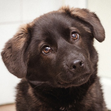 Собаки в добрые руки - Рокси - 4