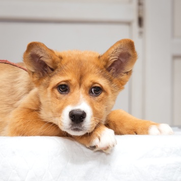 Щенок - Собаки в добрые руки