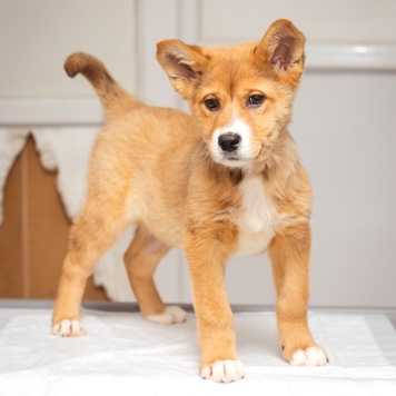 Собаки в добрые руки - Щенок - 1