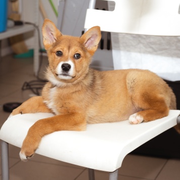 Собаки в добрые руки - Щенок - 4