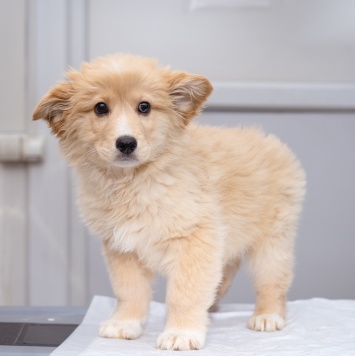 Собаки в добрые руки - Щенок