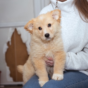 Собаки в добрые руки - Щенок - 1