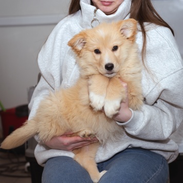 Собаки в добрые руки - Щенок - 2