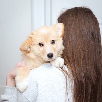 Собаки в добрые руки - Щенок - 3