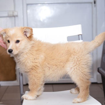 Собаки в добрые руки - Щенок - 4