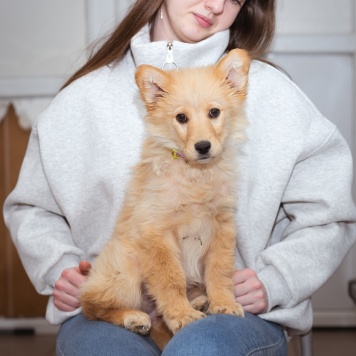 Щенок - Собаки в добрые руки