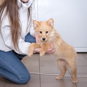 Собаки в добрые руки - Щенок - 1