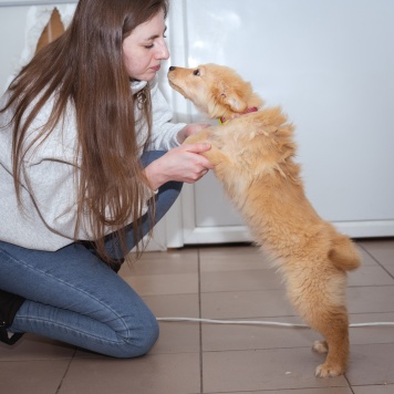 Собаки в добрые руки - Щенок - 2