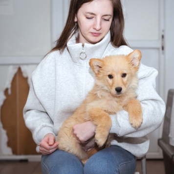 Собаки в добрые руки - Щенок - 4