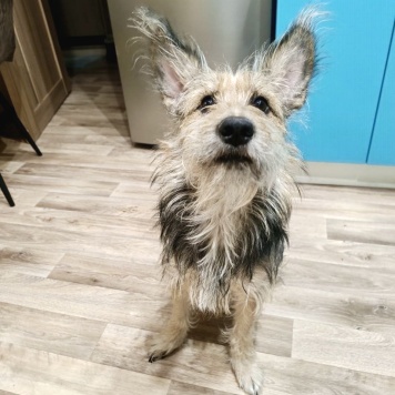 Собаки в добрые руки - Тася