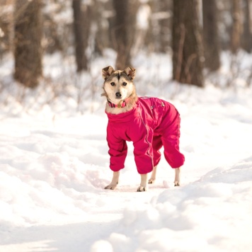 Нала - Собаки в добрые руки