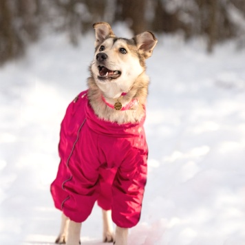 Собаки в добрые руки - Нала - 1