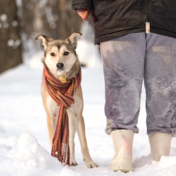 Собаки в добрые руки - Нала - 4