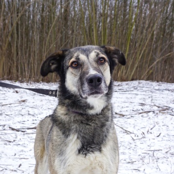 Собаки в добрые руки - Рок