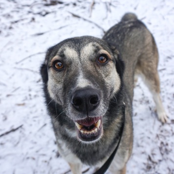 Собаки в добрые руки - Рок - 1