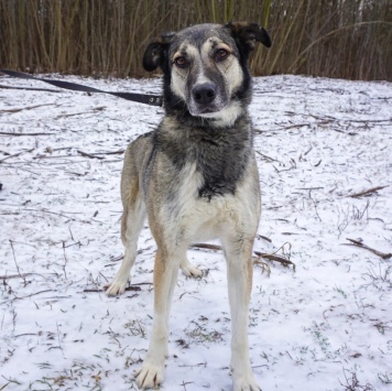 Собаки в добрые руки - Рок - 2