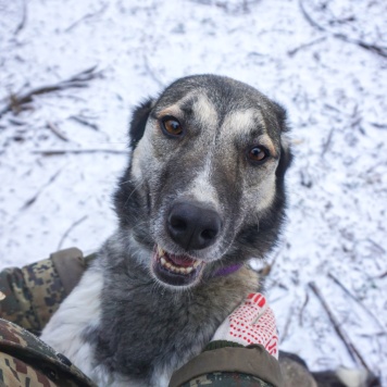 Собаки в добрые руки - Рок - 3