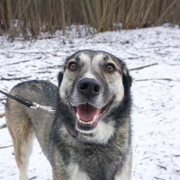 Собаки в добрые руки - Рок - 4