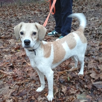 Синди - Собаки в добрые руки