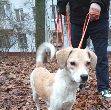 Собаки в добрые руки - Синди - 1