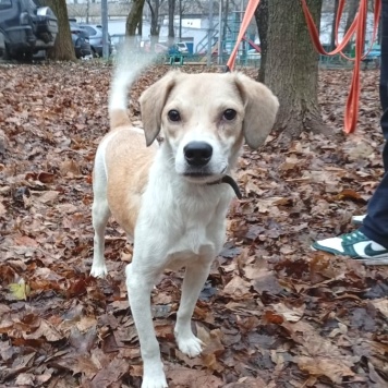 Собаки в добрые руки - Синди - 2