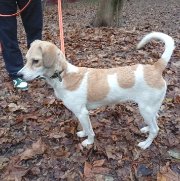 Собаки в добрые руки - Синди - 3