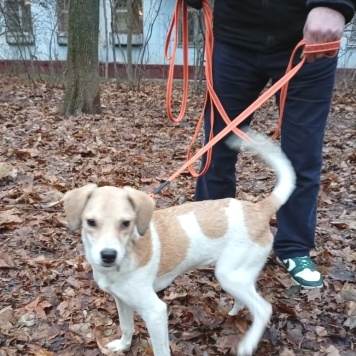 Собаки в добрые руки - Синди - 4