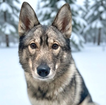 Собаки в добрые руки - Айра