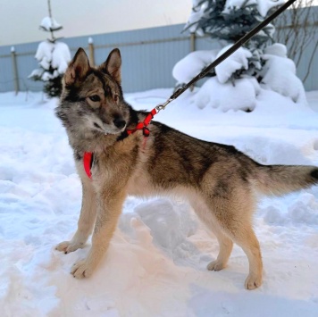 Собаки в добрые руки - Айра - 1