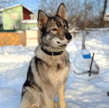 Собаки в добрые руки - Айра - 2