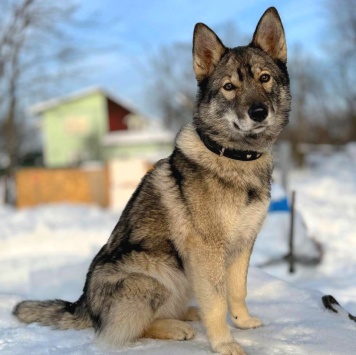 Собаки в добрые руки - Айра - 3