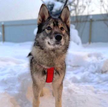 Собаки в добрые руки - Айра - 4