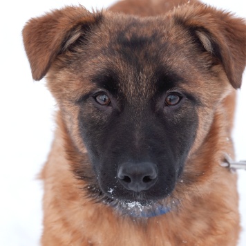 Тэйси - Собаки в добрые руки