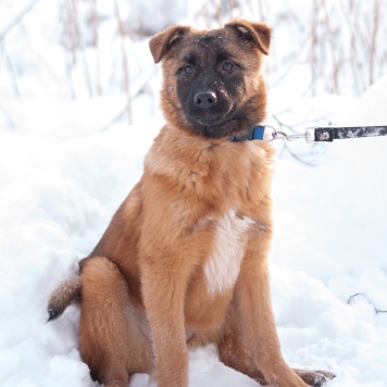 Собаки в добрые руки - Тэйси - 1