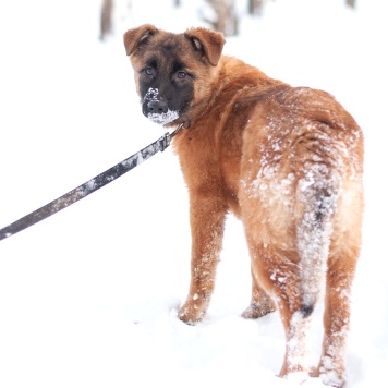 Собаки в добрые руки - Тэйси - 2