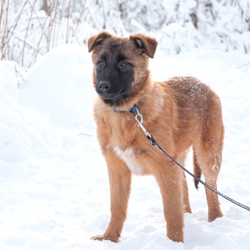Собаки в добрые руки - Тэйси - 3