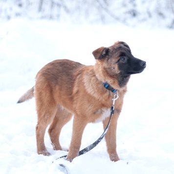 Собаки в добрые руки - Тэйси - 4