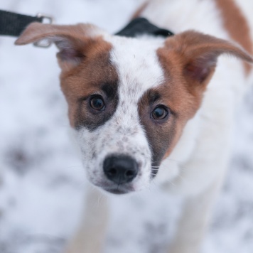 Собаки в добрые руки - Анни
