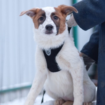 Собаки в добрые руки - Анни - 1