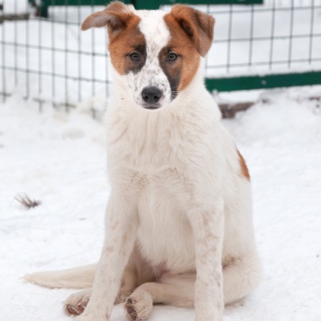 Собаки в добрые руки - Анни - 2