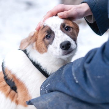Собаки в добрые руки - Анни - 3