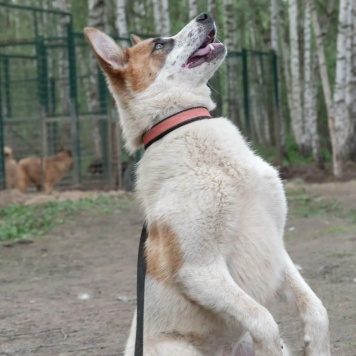 Собаки в добрые руки - Анни - 4
