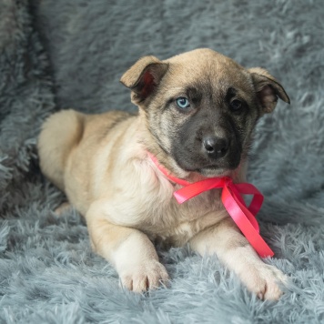 Собаки в добрые руки - Аляска