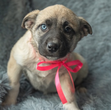 Собаки в добрые руки - Аляска - 1