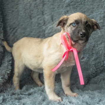 Собаки в добрые руки - Аляска - 2