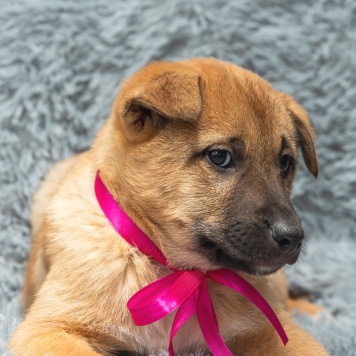 Собаки в добрые руки - Ария - 1