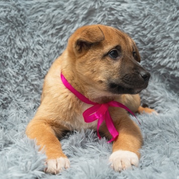 Собаки в добрые руки - Ария - 2