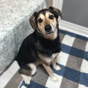 Собаки в добрые руки - Шнурик