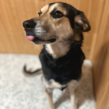 Собаки в добрые руки - Шнурик - 1