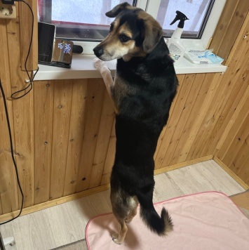 Собаки в добрые руки - Шнурик - 2